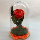 Trandafir criogenat portocaliu, in cupola