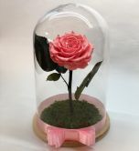 Trandafir criogenat roz, in cupola