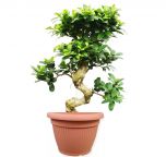 Bonsai Ficus Microcarpa 35/110 cm