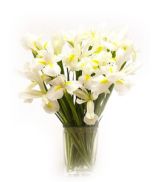 Flori albe de iris