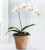 Orhidee albe cu mijloc mov