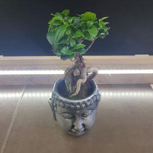 Ficus Ginseng  Bonsai