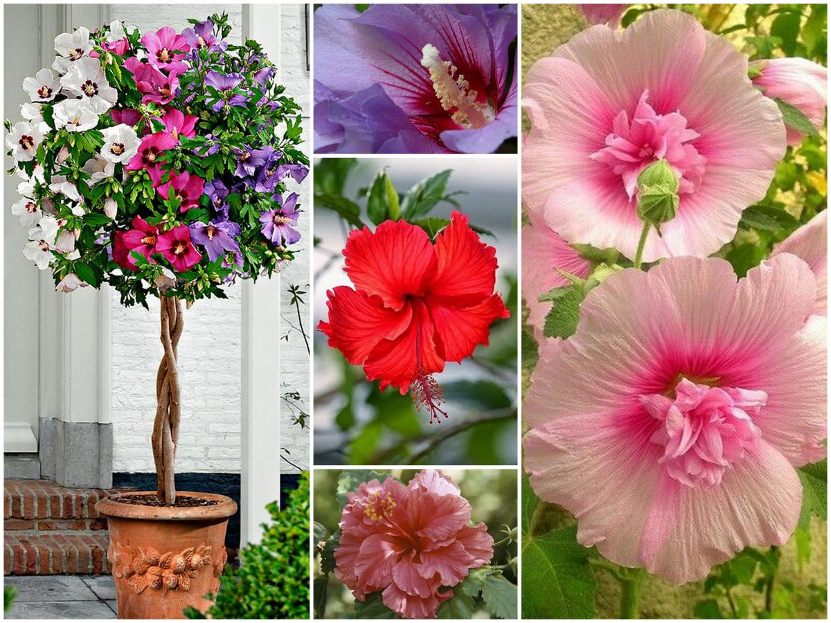 Hibiscus: planta lunii mai în atelierul nostru de flori