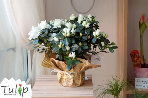 Cele mai frumoase flori albe pentru casa ta