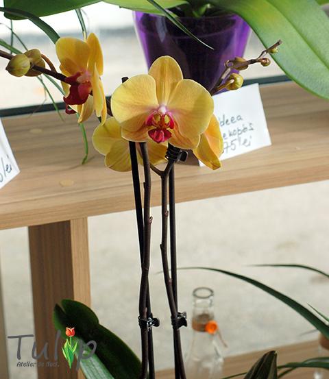 Ianuarie - luna dedicată Orhideei Phalaenopsis în atelierul nostru de flori
